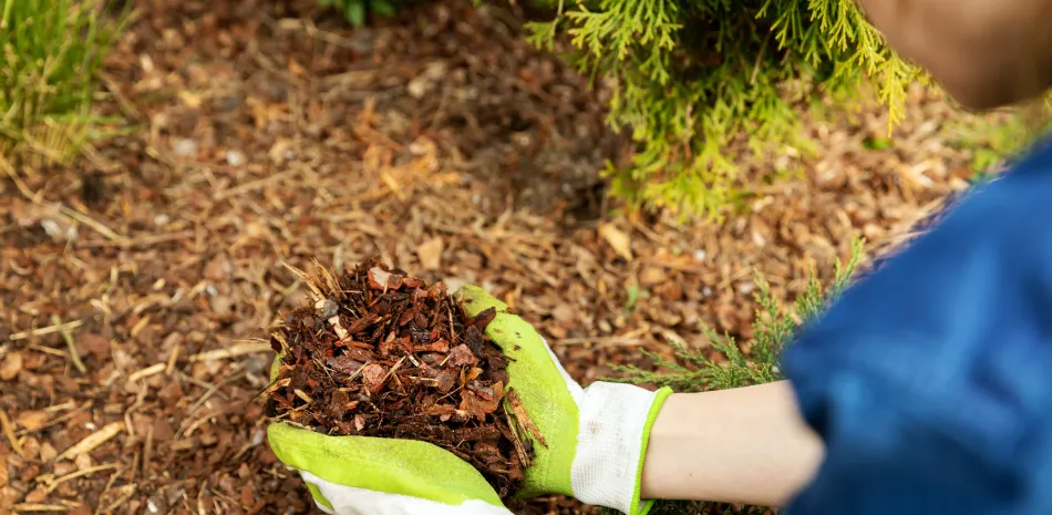 Mulching Mulching